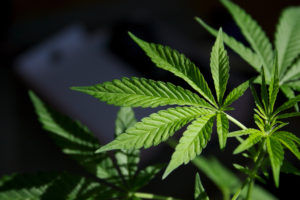 Medical marijuana – Harvard Health Blog
