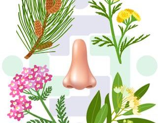 Terpenes: learn how terpenes work synergistically with cannabinoids