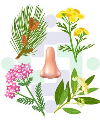 Terpenes: learn how terpenes work synergistically with cannabinoids